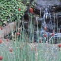 Typha minima